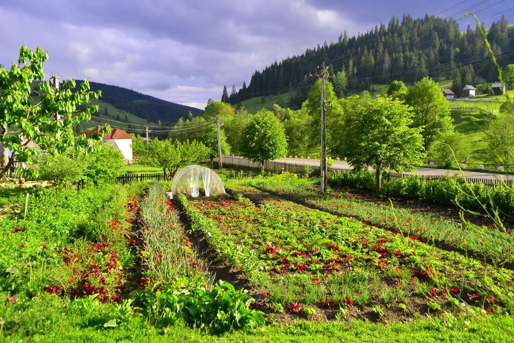 Pensiunea Agroturistica Casa Colinita วาตรา โมลโดวิเซ ภายนอก รูปภาพ
