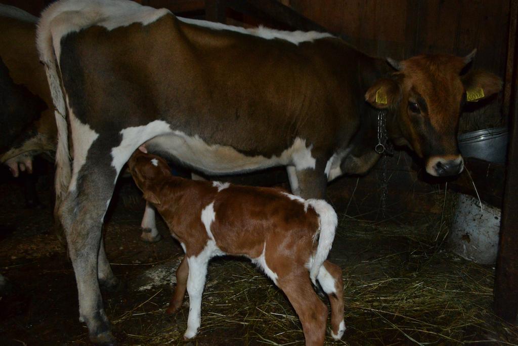 Pensiunea Agroturistica Casa Colinita วาตรา โมลโดวิเซ ภายนอก รูปภาพ