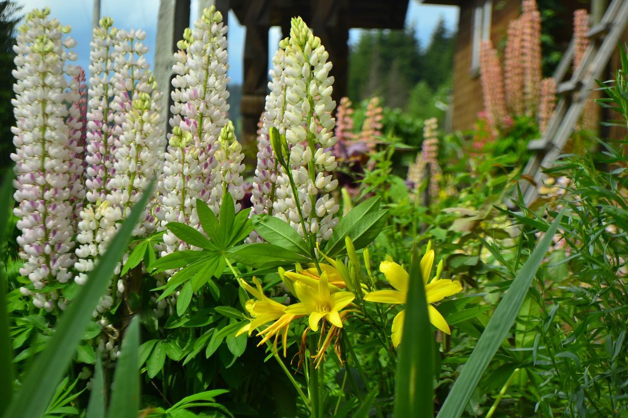 Pensiunea Agroturistica Casa Colinita วาตรา โมลโดวิเซ ภายนอก รูปภาพ