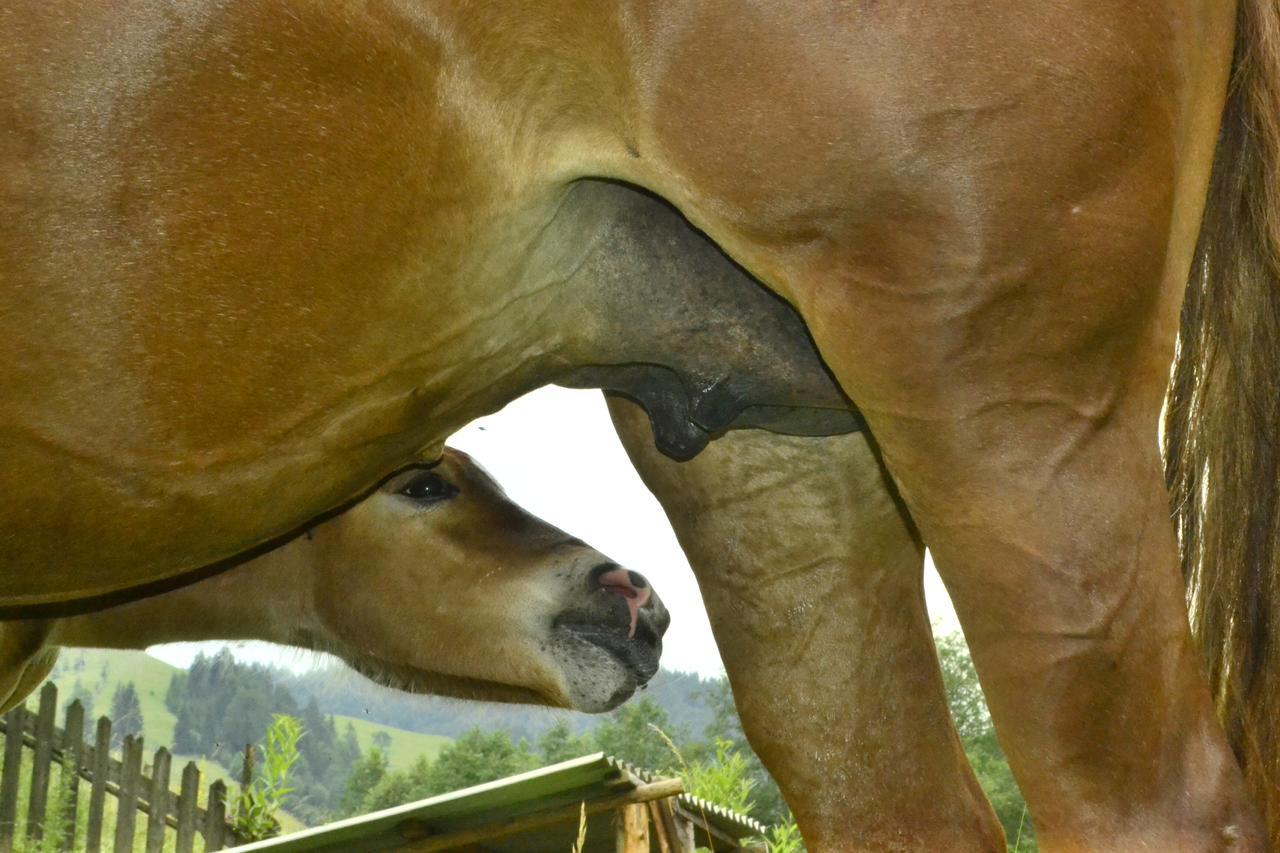 Pensiunea Agroturistica Casa Colinita วาตรา โมลโดวิเซ ภายนอก รูปภาพ