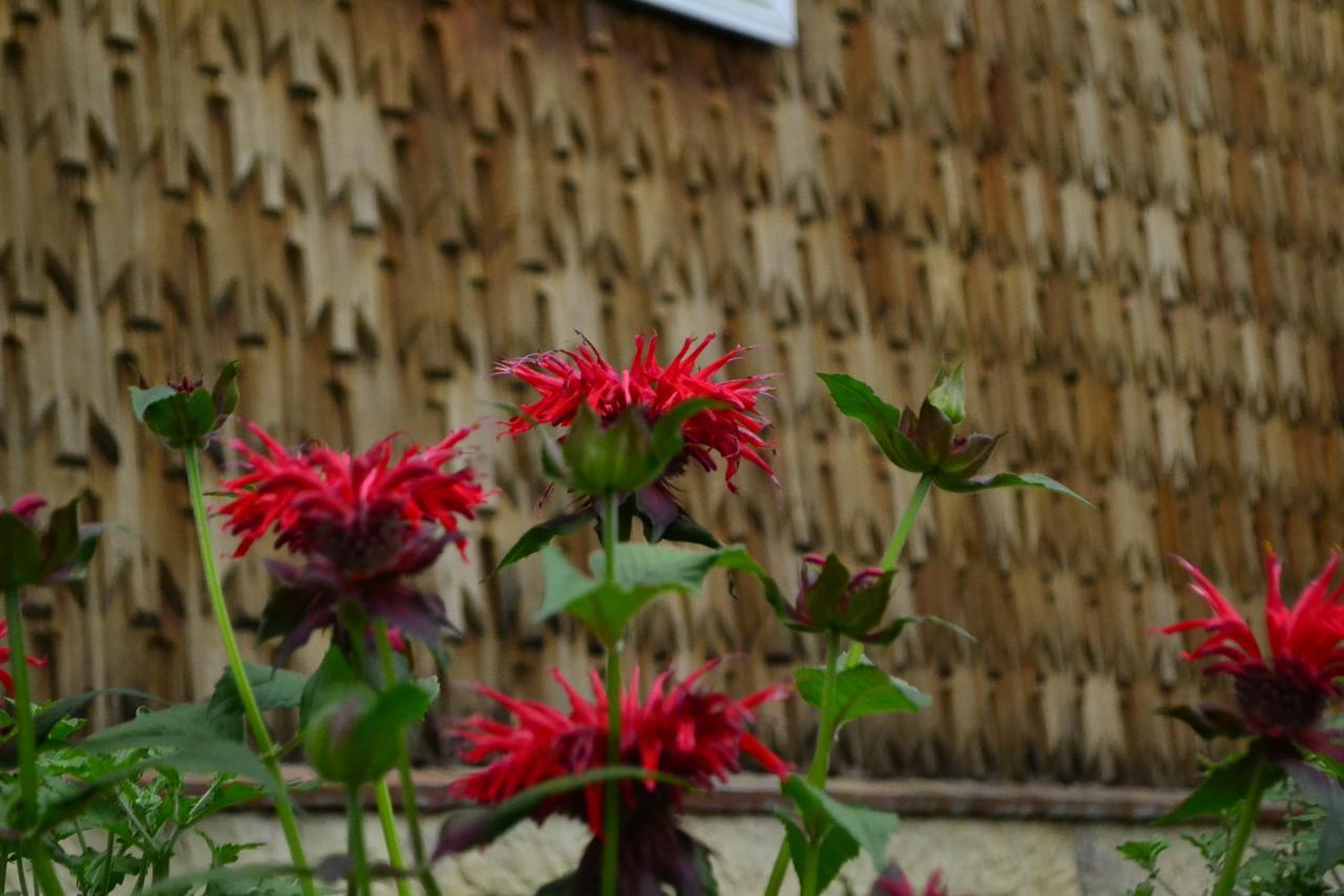 Pensiunea Agroturistica Casa Colinita วาตรา โมลโดวิเซ ภายนอก รูปภาพ